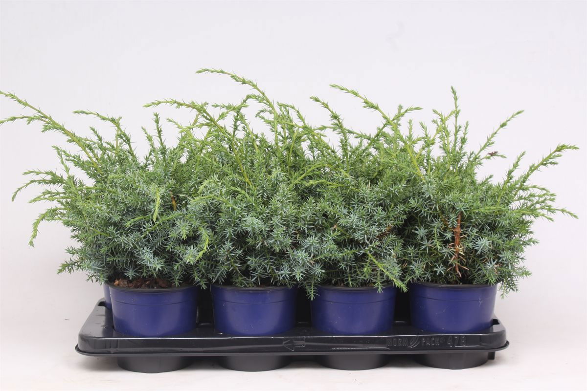 Lauko augalas kininis kadagys, Ø 15, 45 cm, lot. Juniperus chinensis Blue Alps