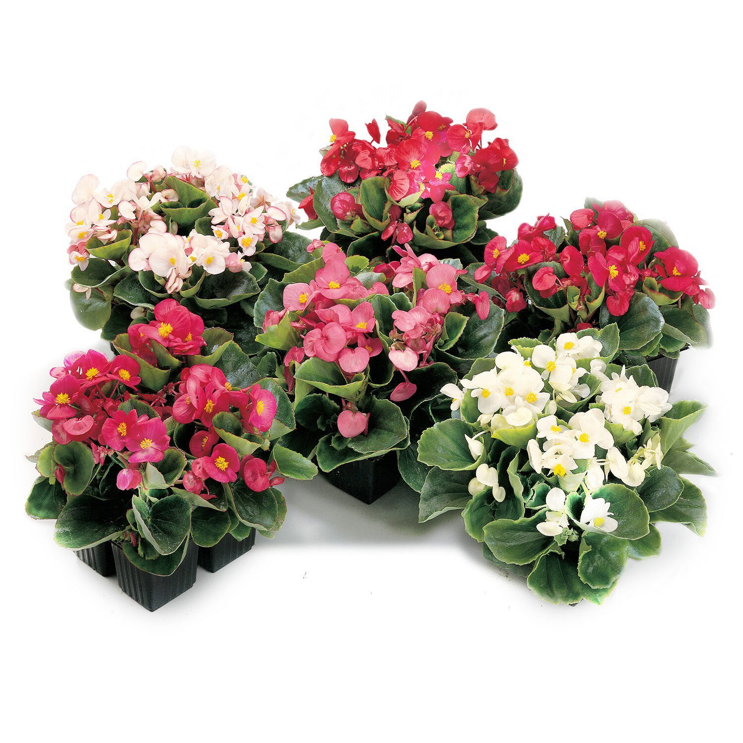 Lauko augalas krūminė begonija, Ø 12, 25 cm, lot. BEGONIA