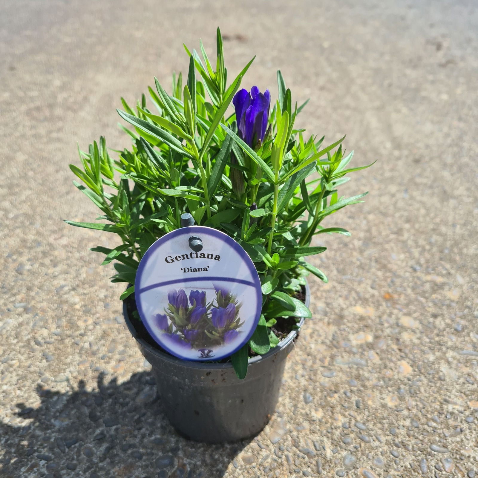 Lauko augalas gencijonas, daugiametis, Ø 10,5, 20 cm, lot. Gentiana