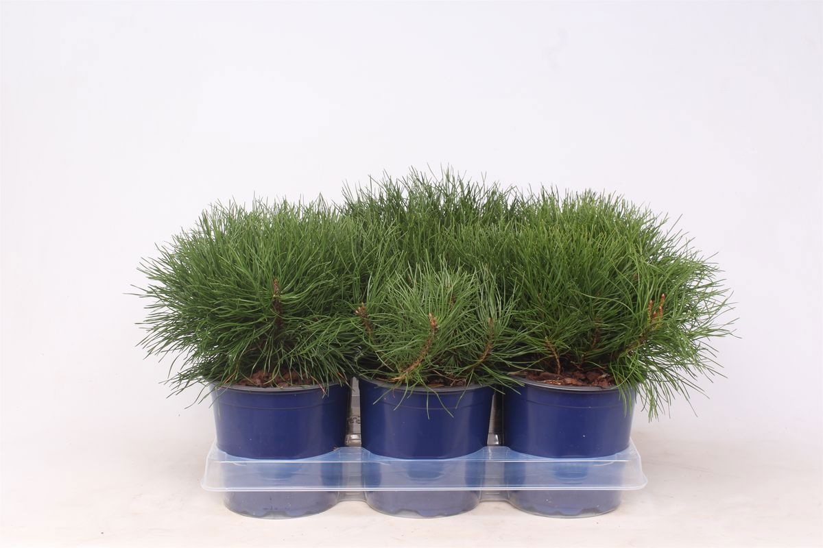 Lauko augalas kalninė pušis, Ø 15, 20 - 25 cm, lot. Pinus mugo mughus