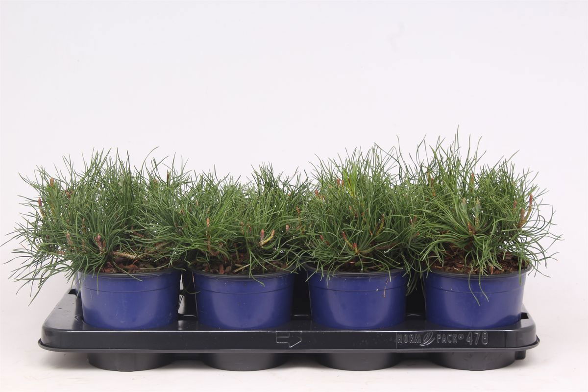 Lauko augalas kalninė pušis, Ø 13, 20 cm, lot. Pinus mugo pumilio