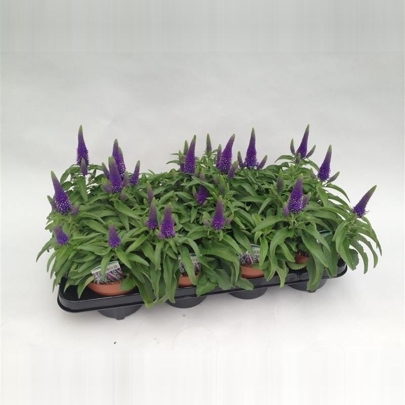 Lauko augalas veronika, daugiametis, Ø 13, 30 cm, lot. VERONICA BLUE