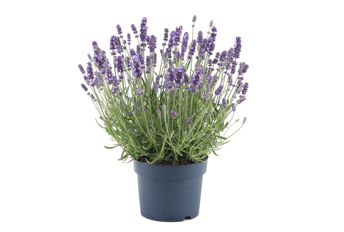 Lauko augalas levanda, daugiametis, Ø 17, 30 cm, lot. Lavandula sto. Anouk