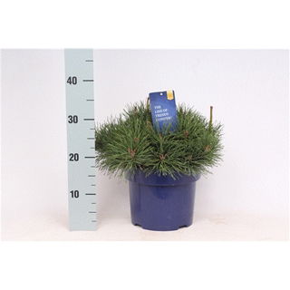 Lauko augalas kalninė pušis, Ø 23, 30 cm, lot. Pinus mugo mughus