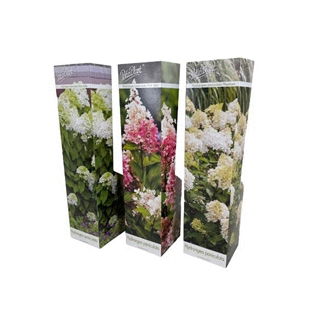 Lauko augalas šluotelinė hortenzija, Ø 9, 25 cm, lot. Hydrangea pan. mix