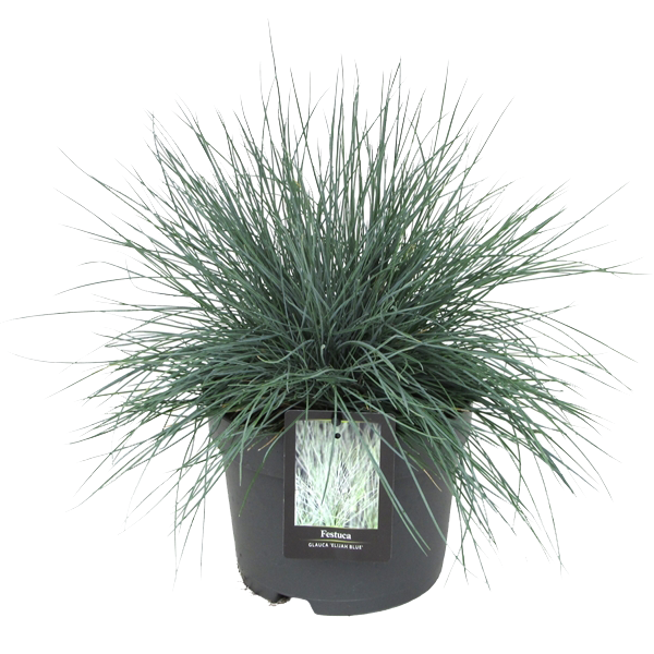 Lauko augalas eraičinas, Ø 17, 30 cm, lot. Festuca mix