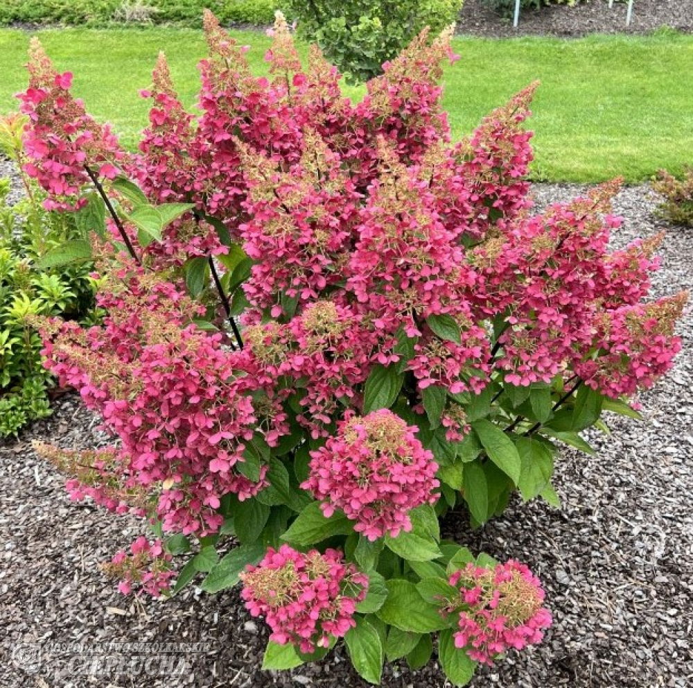 Lauko augalas šluotelinė hortenzija, Ø 22, 50 cm, lot. Hydrangea paniculata mix