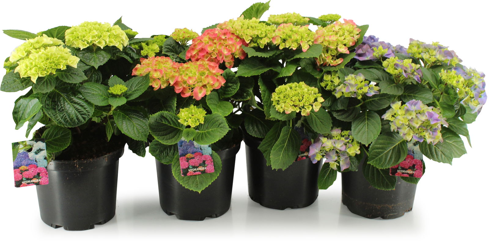 Lauko augalas šluotelinė hortenzija, Ø 21, 45 cm, lot. Hydrangea pan. mix