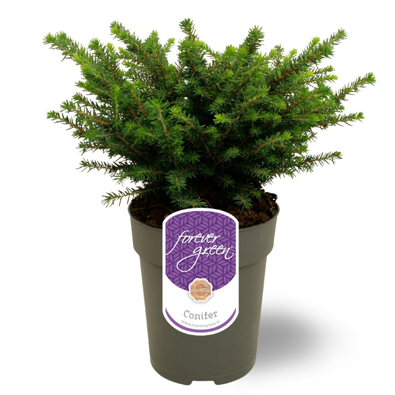 Lauko augalas serbinė eglė, Ø 15, 40 cm, lot. Picea omorika Karel