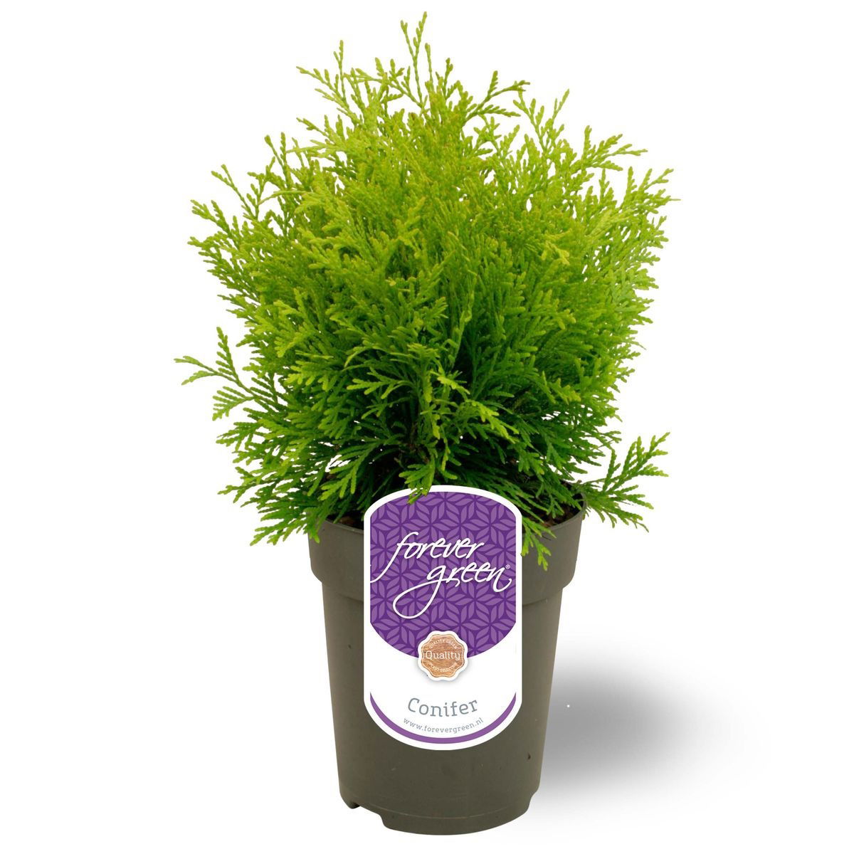 Lauko augalas vakarinė tuja, Ø 15, 40 - 45 cm, lot. Thuja occidentalis Golden Globe