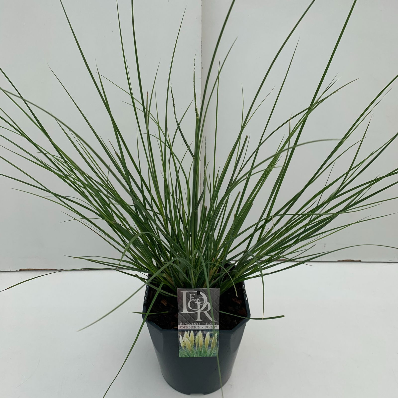Lauko augalas kortaderija, Ø 23, 70 cm, lot. Cortaderia sell. Mini Pampas