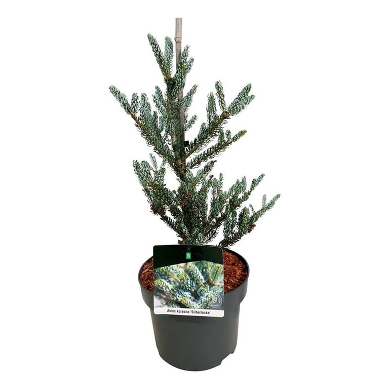 Korėjinis kėnis, Ø 23, 50 cm, lot. Abies koreana Silberlocke