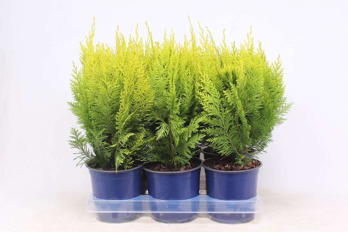 Lauko augalas puskiparisis, Ø 15, 40 - 45 cm, lot. Chamaecyparis lawsoniana Ivonne