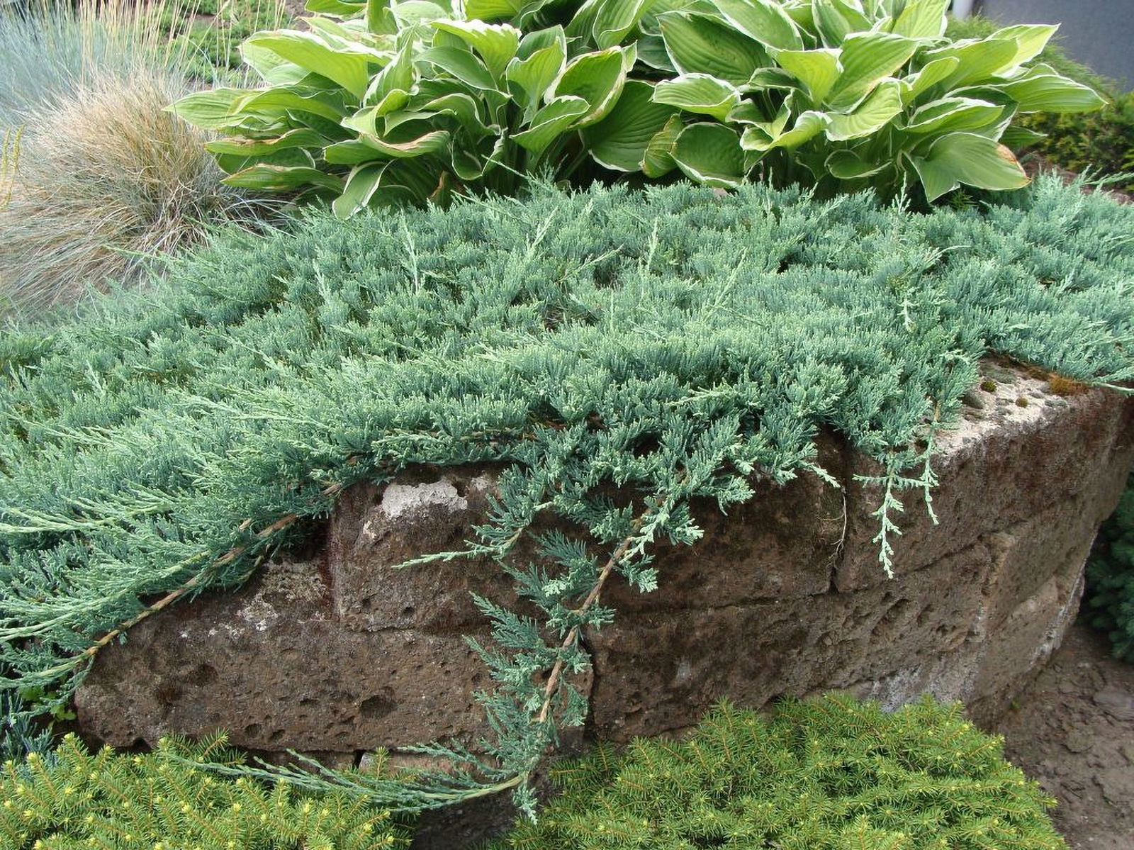 Lauko augalas tarpinis kadagys, Ø 15, 35 cm, lot. Juniperus x pfitzeriana Mint Julep