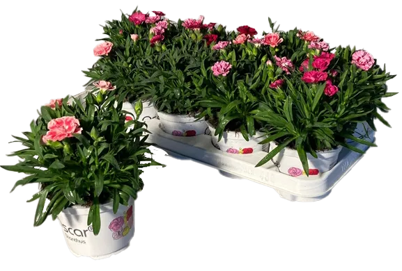 Lauko augalas gvazdikas,  Ø 12, 15 cm,  lot. DIANTHUS