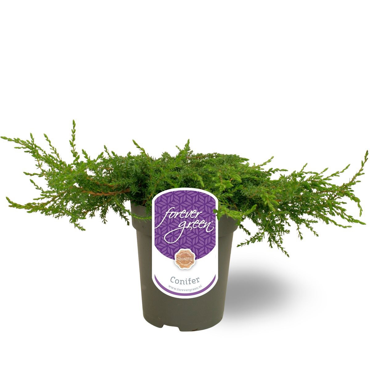Lauko augalas paprastasis kadagys, Ø 15, 30 cm, lot. Juniperus communis Green Carpet