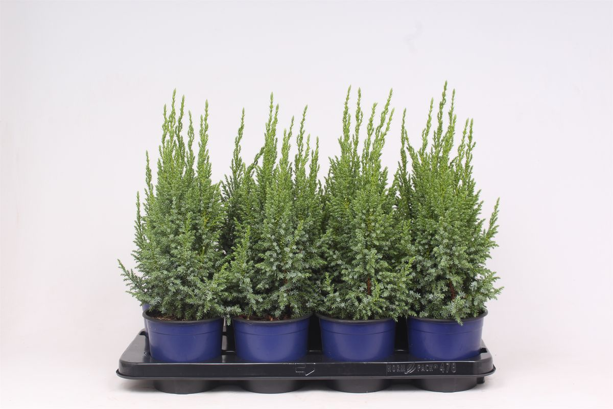 Lauko augalas kininis kadagys, Ø13, 55 - 60 cm, lot. JUNIPERUS CHINESIS LODERII