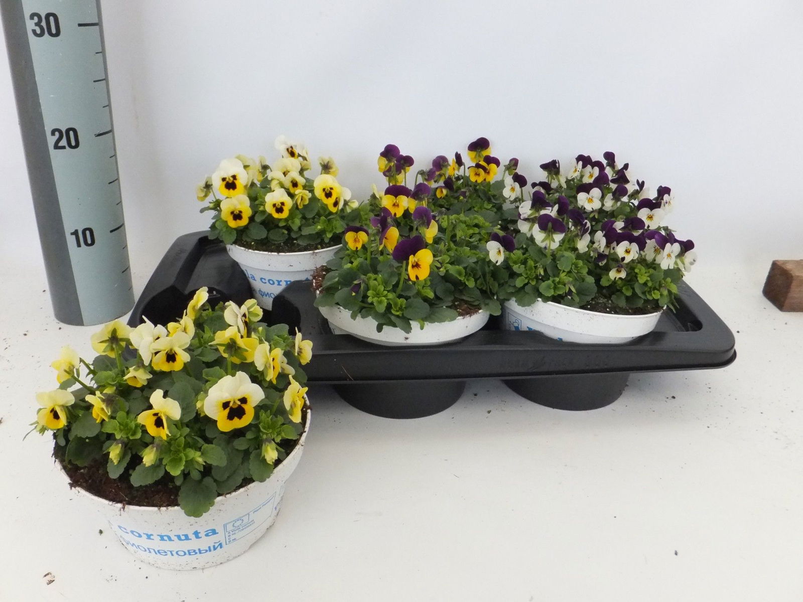 Vazoninis augalas Našlaitė, Ø 14, 15 cm, lot. Viola mix