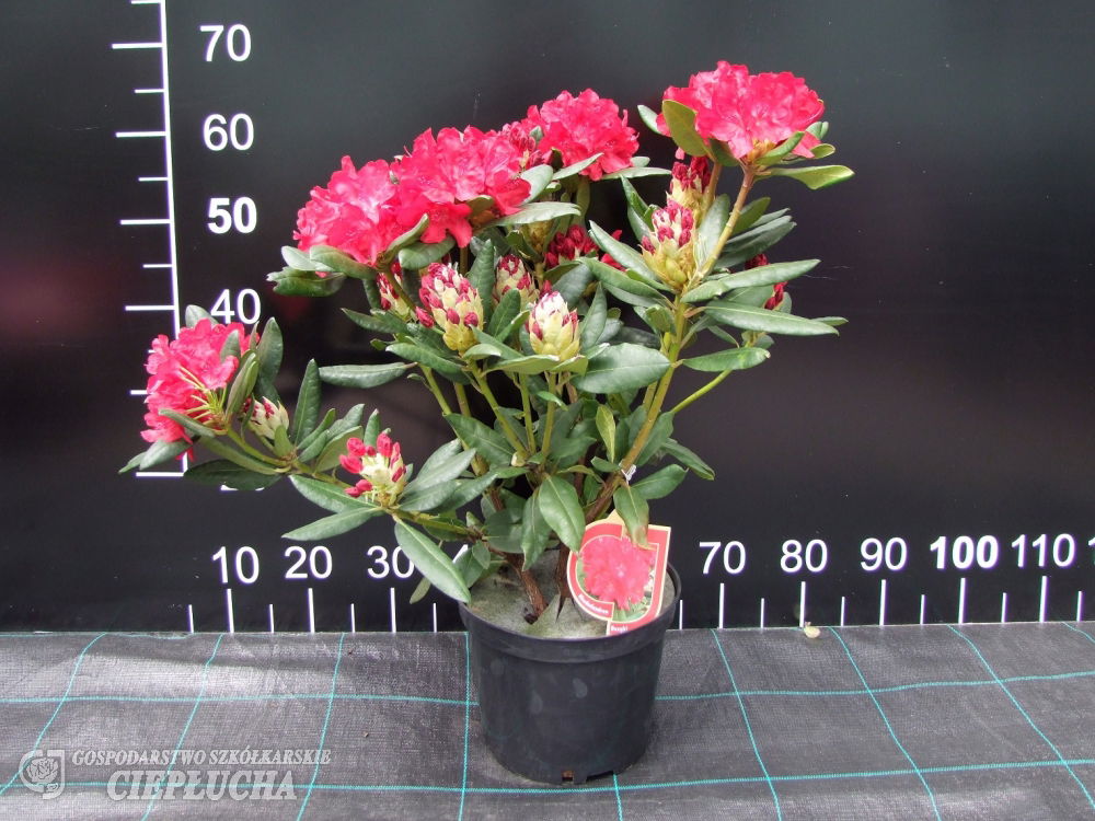 Lauko augalas rododendras, Ø 22, 50 cm, lot. Rhododendron Mix