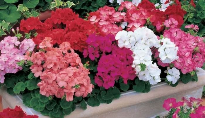 Lauko augalas pelargonija, Ø 12, 35 cm, lot. PELARGONIUM