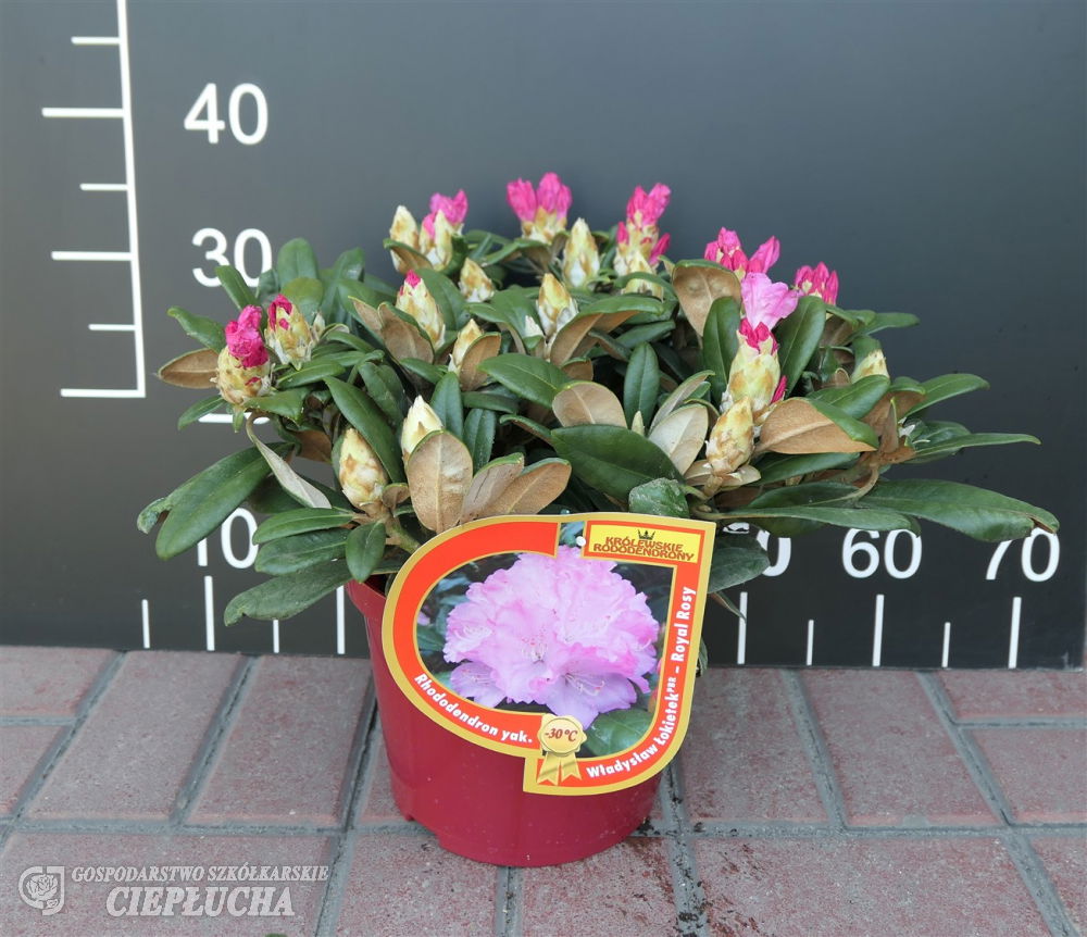 Lauko augalas rododendras, Ø 22, 50 cm, lot. Rhododendron Royal Mix