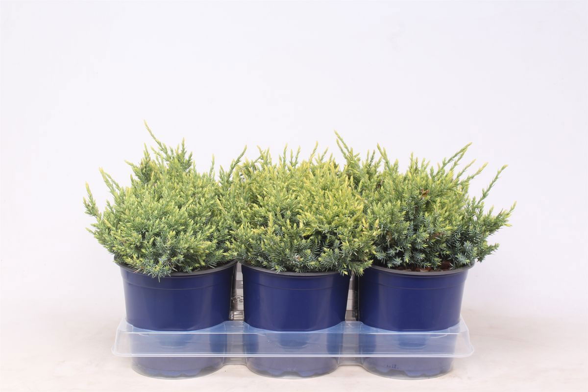 Lauko augalas žvynuotasis kadagys, Ø 15, 25 cm, lot. Juniperus squam. Holger