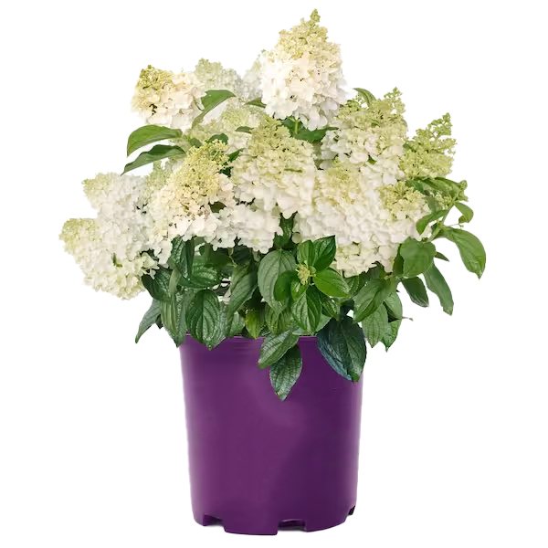 Lauko augalas hortenzija, Ø 19, 50 cm, lot. HYDRANGEA