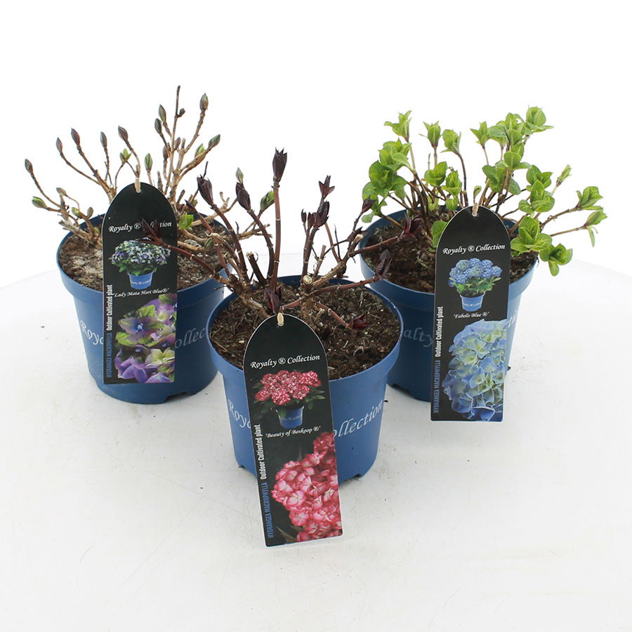 Lauko augalas šluotelinė hortenzija, Ø 20, 30 cm, lot. Hydrangea pan. Little Spooky