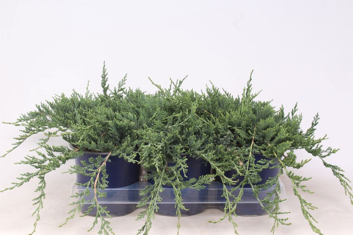 Lauko augalas kadagys, Ø 15, 60 cm, lot. Juniperus chinensis Stricta