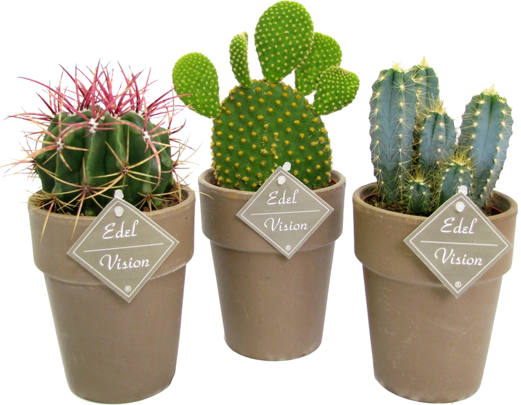 Vazoninis augalas kaktusas, vazone, Ø 11, 20 cm, lot. CACTUS Terracota