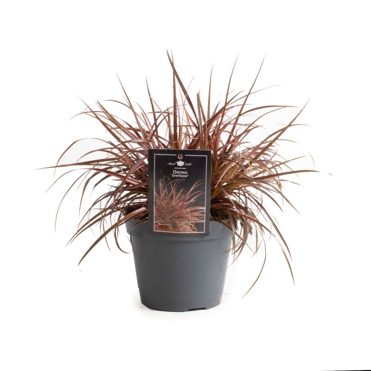 Lauko augalas uncinija, Ø 17, 35 cm, lot. Uncinia