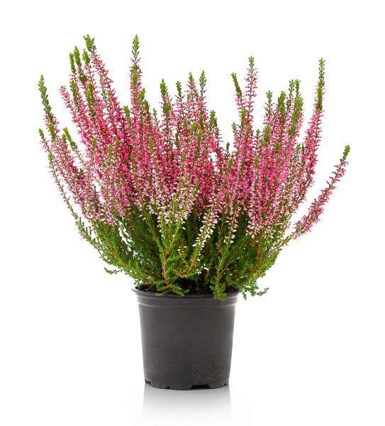 Lauko augalas viržis, Ø 11-12, 25 cm, lot. CALLUNA MIX