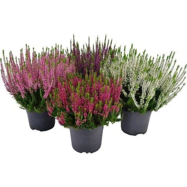 Lauko augalas viržis, Ø 9, 16 cm, lot. CALLUNA