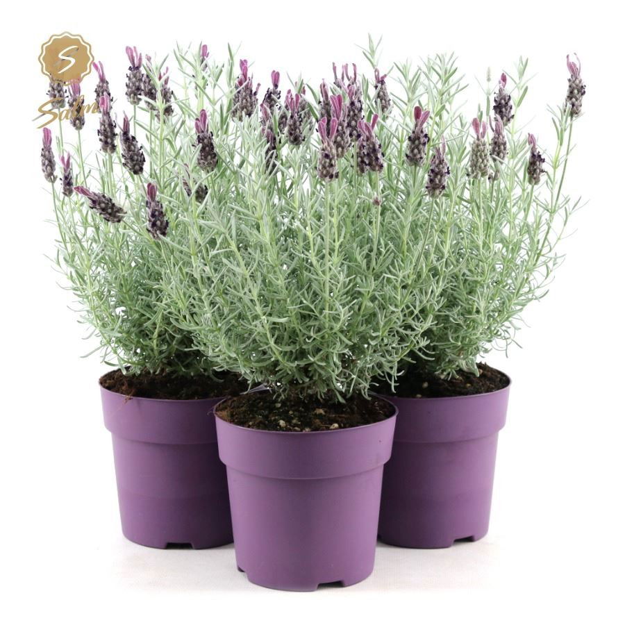 Lauko augalas levanda, daugiametis, Ø 15, 30 cm, lot. Lavandula sto. Anouk Silver