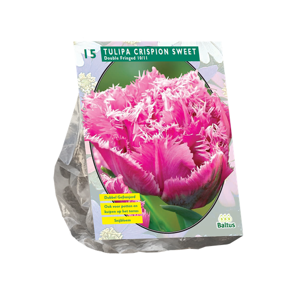 Tulpių svogūnėliai, lot. TULIPA DUBBEL CRISPION SWEET, 10 vnt