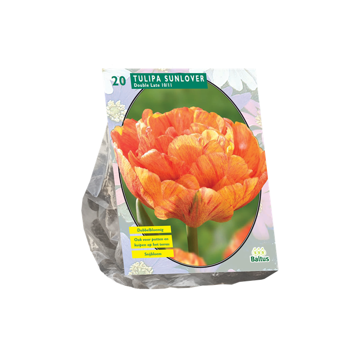 Tulpių svogūnėliai, lot. TULIPA DUBBEL LAAT SUNLOVER, 12 vnt