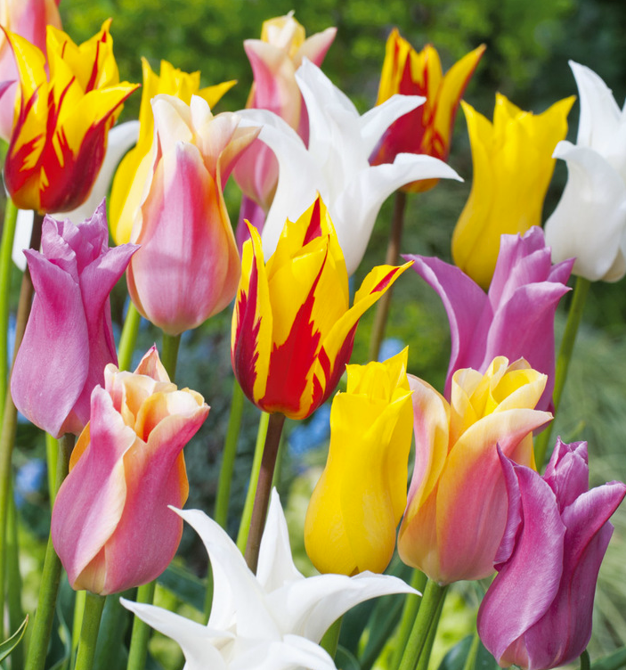 Tulpių svogūnėliai, lot. TULIPA LILIOKSZTAŁTNY MIŠ, 5 vnt