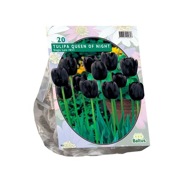 Tulpių svogūnėliai, lot. TULIPA QEEN OF THE NIGHT, 10 vnt