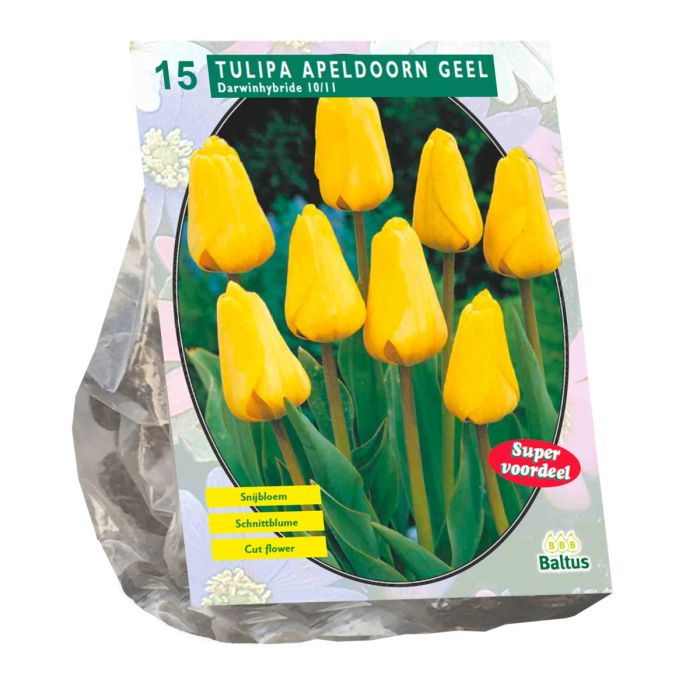 Tulpių svogūnėliai, lot. TULIPA APELDOORN GEEL DARWIN, 10 vnt