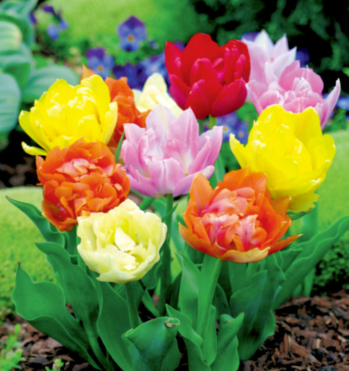 Tulpių svogūnėliai, lot. TULIPA PEŁNY PILNAV MIŠM, 5 vnt