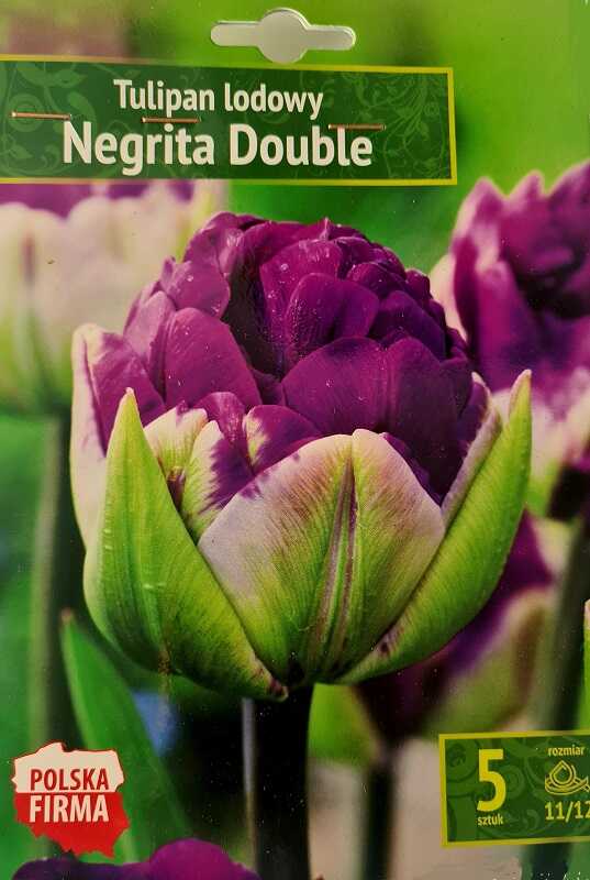 Tulpių svogūnėliai, lot. TULIPA NEGRITA DOUBLE BORDO, 5 vnt