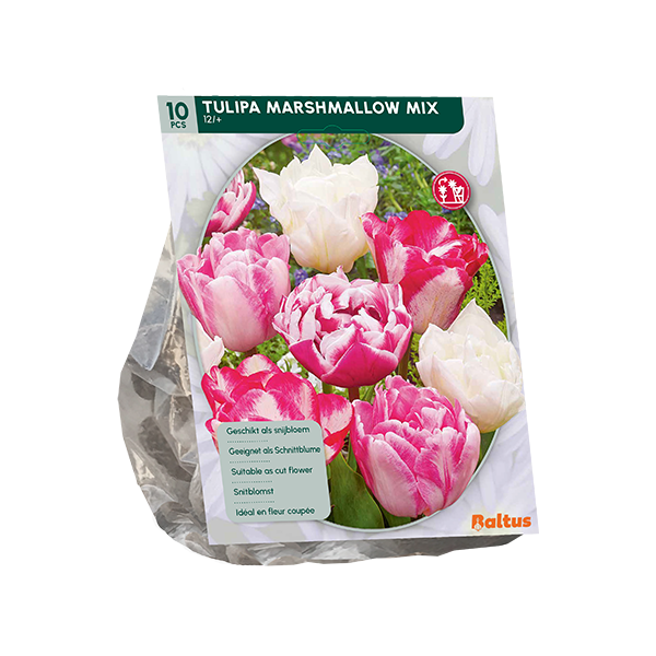 Tulpių svogūnėliai, lot. TULIPA MARSHMSLLOW, 10 vnt