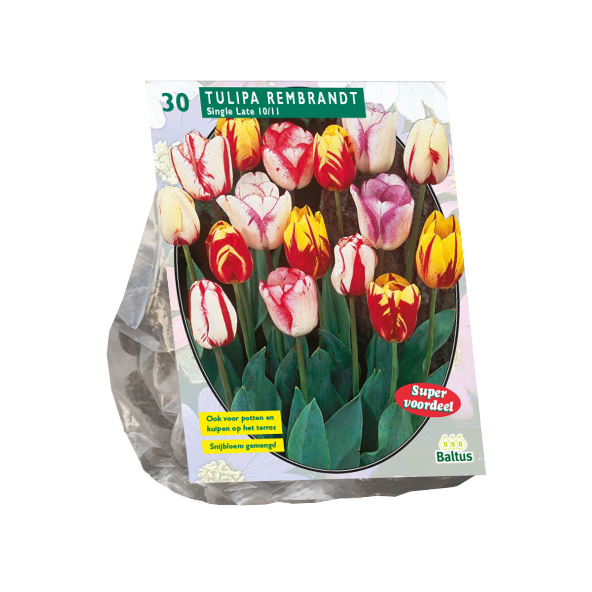 Tulpių svogūnėliai, lot. TULIPA REMBRANDT MIX, 12 vnt
