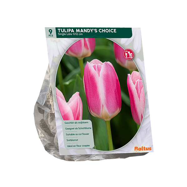 Tulpių svogūnėliai, lot. TULIPA MANDY'S CHOICE, 9 vnt