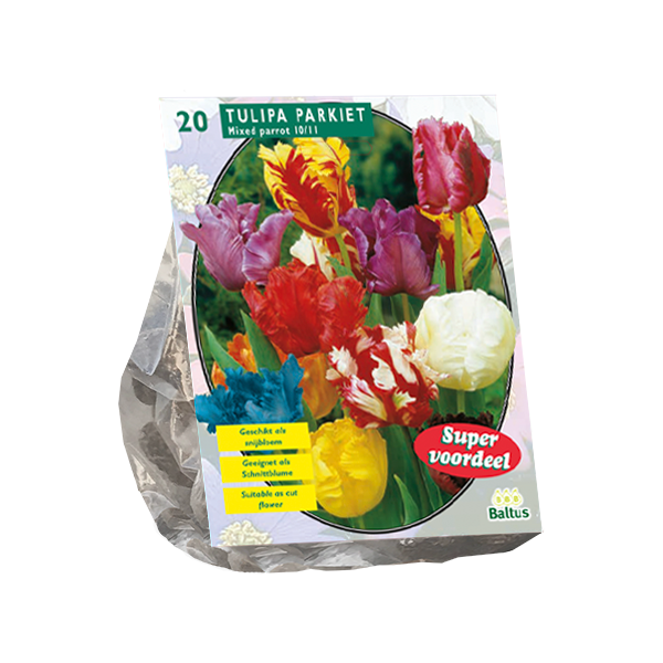 Tulpių svogūnėliai, lot. TULIPA PARKIET MIX, 10 vnt