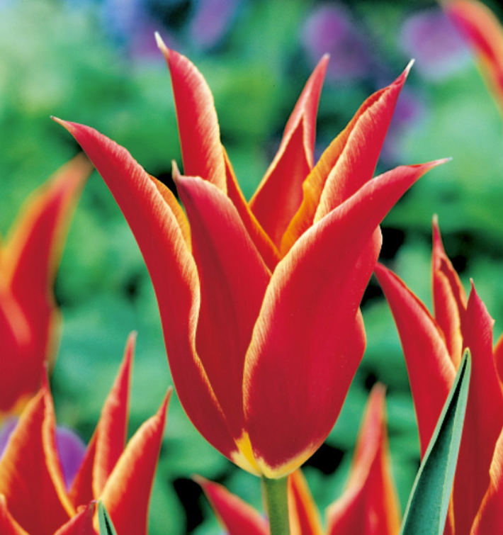 Tulpių svogūnėliai, lot. TULIPA ALLADIN, 5 vnt