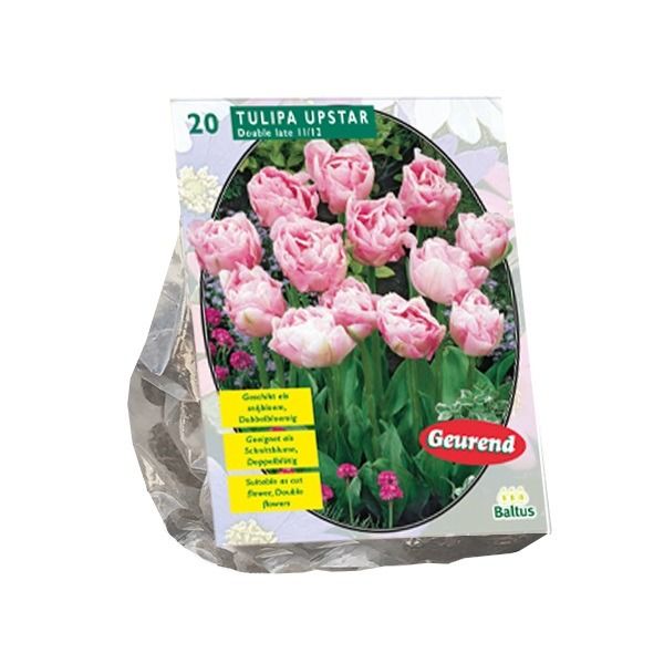 Tulpių svogūnėliai, lot. TULIPA DUBBEL LAAT UPSTAR, 10 vnt