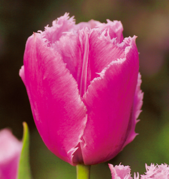 Tulpių svogūnėliai, lot. TULIPA PINK SURVIVAL, 5 vnt