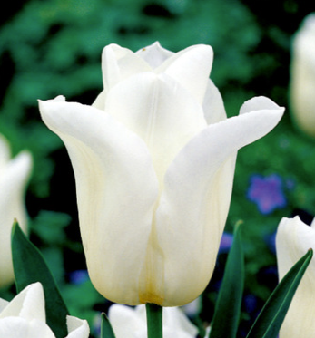 Tulpių svogūnėliai, lot. TULIPA AGRASS WHITE, 5 vnt