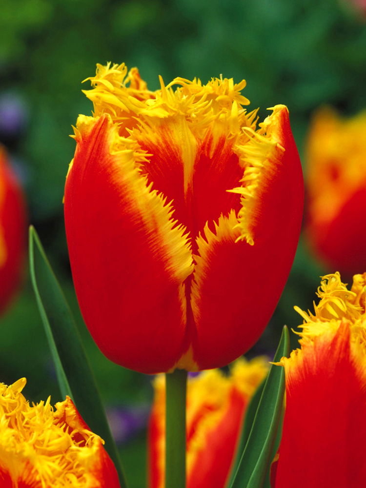 Tulpių svogūnėliai, lot. TULIPA TIANO, 4 vnt